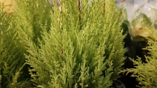 Close-up shot of a bright yellow-green Lemon Cypress plant in a brown pot at a garden center. Decorative Cupressus macrocarpa Goldcrest is perfect for indoor or outdoor landscaping needs
