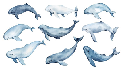 Naklejka premium Watercolor illustration of nine blue whales and belugas on transparent background, soft textures and gradients, whimsical marine collection