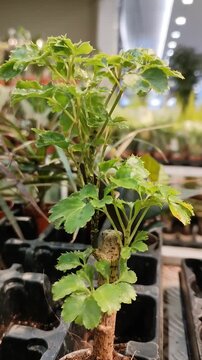 Vertical shot of Polyscias fruticosa in retail garden center. Decorative indoor tree with lush green leaves for interior design, home office greenery. Close-up of potted Ming Aralia.  Exotic plant