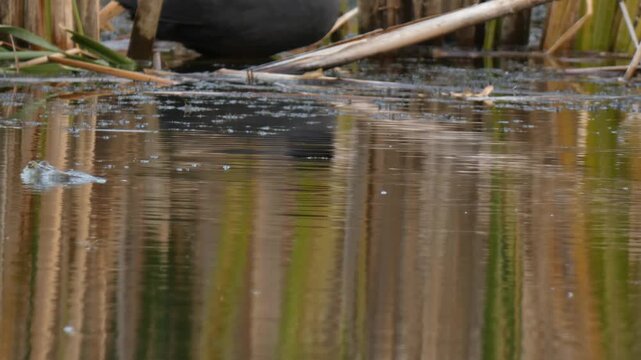 Close up of a common toad Bufo bufo swimming with a black coot bird in the background. Natural lighting, Close-up, Soft light. Tiny World and Survival.