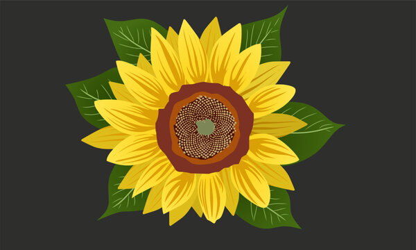 sunflower vector illustration