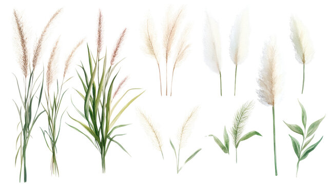 Watercolor illustration of various wetland grasses and reeds arranged in a row, reflected in shallow water