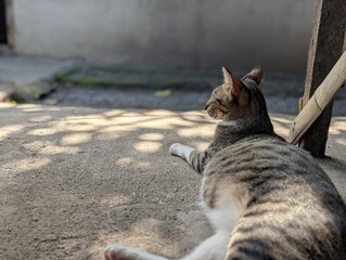 cat on the wall © Abdul