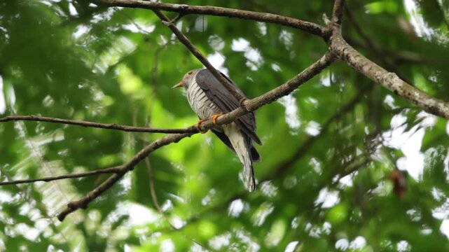 The olive long-tailed cuckoo (Cercococcyx olivinus) is a species of cuckoo in the family Cuculidae. It is found throughout the African tropical rainforest. This photo was taken in Ankasa National Park