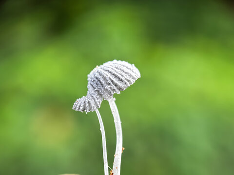 Close up of mushroom, hare's foot mushroom (Coprinopsis lagopus)