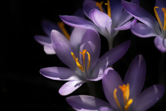 Close-up of purple crocus blooming against a dark background