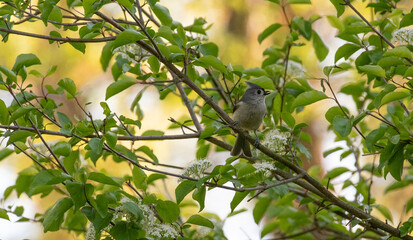 Tufted Titmouse © Neil