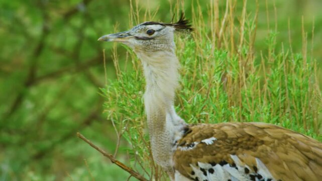 Close up of amazing face and feathers of a Kori bustard (Ardeotis kori) in Savanah.