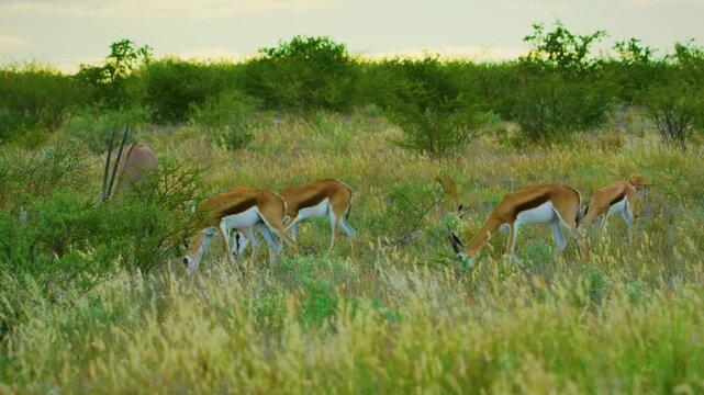 A herd of Springbok antelopes (Antidorcas marsupialis) grazing grass with Gemsbok (Oryx gazella) in Savanah.