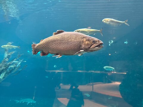 Arctic char or Arctic charr (Salvelinus alpinus)