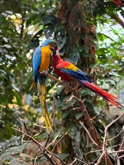 Obraz premium blue-and-yellow macaw (Ara ararauna) and scarlet macaw (Ara macao)