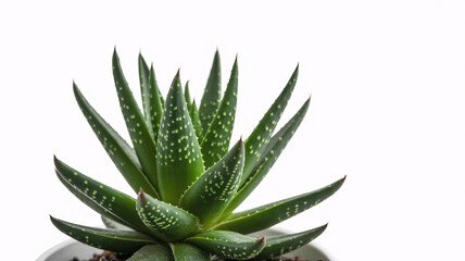 Fototapeta premium Close-up of vibrant green succulent plant in white pot