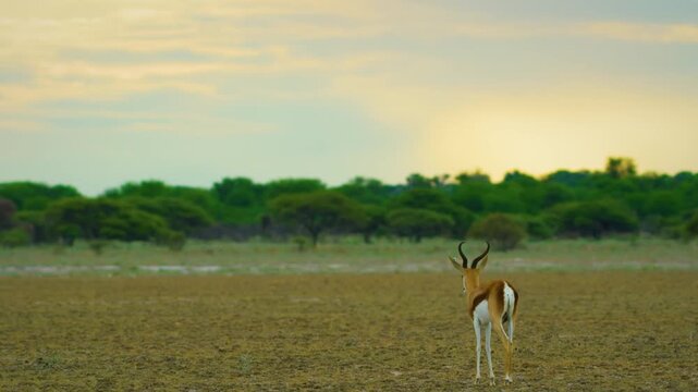 A Young solo Springbok antelope (Antidorcas marsupialis) Walking in plains of Kalahari Game Reserve.