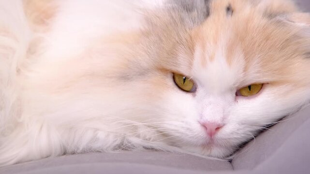 Portrait: long-haired Scottish Fold cat slow motion, irritated stare at camera, then turns away, fluffy, relatable mood, for memes, pet commercials, therapy screens, humor content