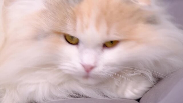 Scottish Fold cat slow motion, unhappy look into camera, then looks aside, fluffy and soft, expressive emotion, usage: pet branding, reaction memes, content videos, commercial, calm screens