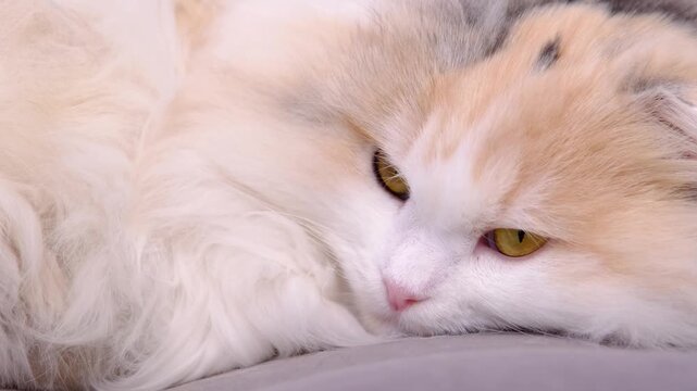 Portrait: long-haired Scottish Fold cat slow motion, irritated stare at camera, then turns away, fluffy, relatable mood, for memes, pet commercials, therapy screens, humor content