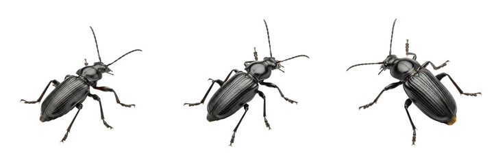 Fototapeta premium Ground Beetle Carabidae Isolated on White Background Black Predatory Insect Macro Photography Set Triple Angle View Garden Beneficial High Quality Digital Asset Stock