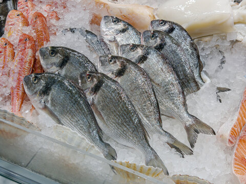 Fresh fish displayed on the fish counter, fresh sea bream on ice for sale
