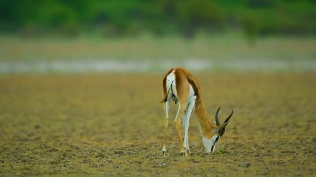 A Newborn young springbok antelope (Antidorcas marsupialis) standing in middle of the plains of Kalahari Game Reserve of Africa.