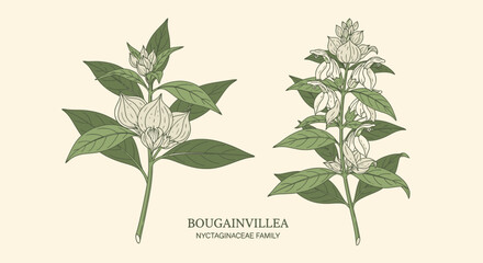 Bougainvillea Botanical Illustration