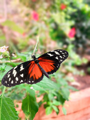 Fototapeta premium Butterfly with red black orange wings in garden macro on flower with bokeh background wildlife insect closeup photo raw.