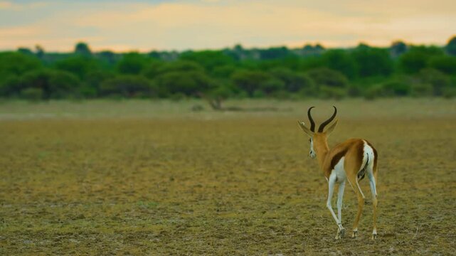 A Young solo Springbok antelope (Antidorcas marsupialis) Walking in Savanah.