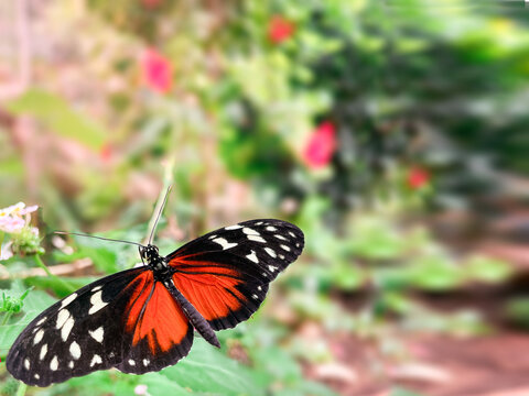 Heliconius butterfly red black orange wings macro on green leaf in garden, insect closeup with bokeh background for ads.