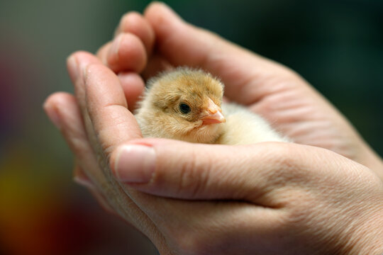 baby chick in the palm