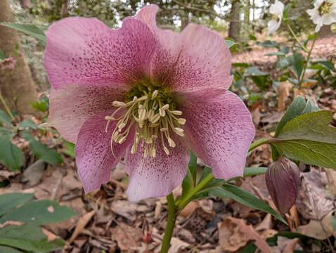 Flower Series