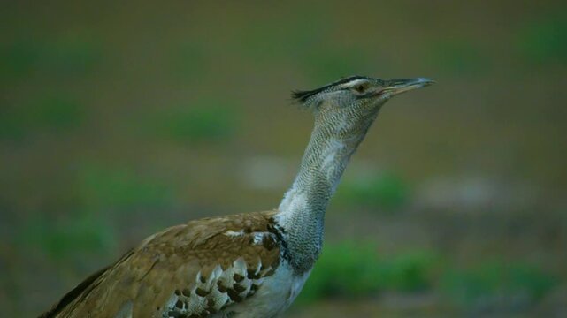 Kori bustard (Ardeotis kori) bird walking through high green grass of savanna in march in Kruger national park South Africa.