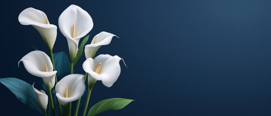 Fototapeta premium Floating White Calla Lilies on a Dark Navy Blue Background Create a Premium Floral Shop Banner for Elegant Occasions and Arrangements With Style