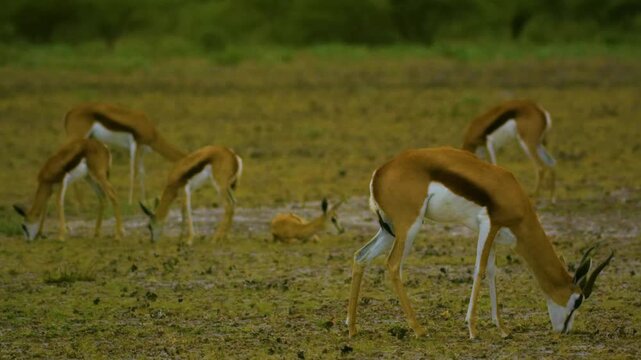 Gazelle in african savannah, at Ngorongoro, Tanzania. 