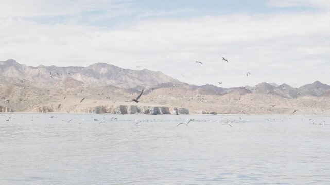 Ocean bird feeding frenzy 