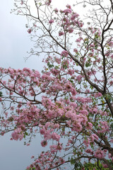 Fototapeta premium Blooming pink trumpet tree branches against a cloudy sky in spring