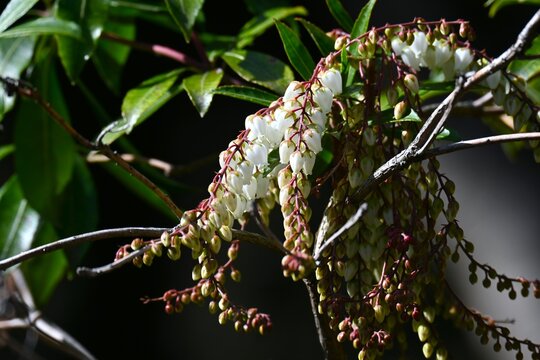 Japanese andromeda (Pieris japonica) buds. Ericaceae evergreen shrub. Numerous white bell-shaped flowers bloom in spring. Poisonous plant containing grayanotoxin.
