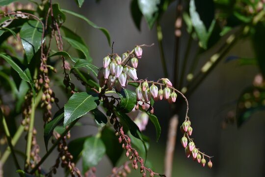 Japanese andromeda (Pieris japonica) buds. Ericaceae evergreen shrub. Numerous white bell-shaped flowers bloom in spring. Poisonous plant containing grayanotoxin.