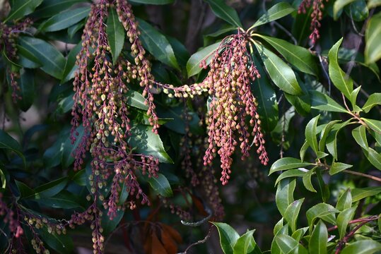 Japanese andromeda (Pieris japonica) buds. Ericaceae evergreen shrub. Numerous white bell-shaped flowers bloom in spring. Poisonous plant containing grayanotoxin.