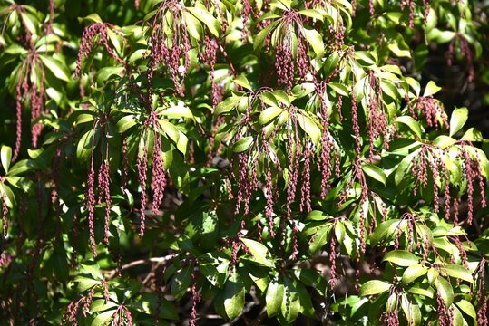 Japanese andromeda (Pieris japonica) buds. Ericaceae evergreen shrub. Numerous white bell-shaped flowers bloom in spring. Poisonous plant containing grayanotoxin.