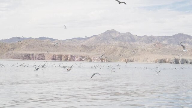Hundreds of ocean birds on surface 
