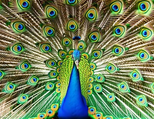 Obraz premium Peacock Displaying its Tail Feathers