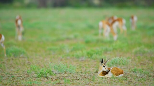 Baby newborn springbok antelope (Antidorcas marsupialis) in serengeti national park of tanzania, africa. 