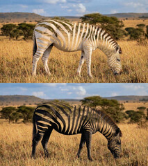 Fototapeta premium Surreal optical illusion of grazing savanna zebras featuring transparent stripes revealing the golden grass background, a creative wildlife camouflage concept composite.