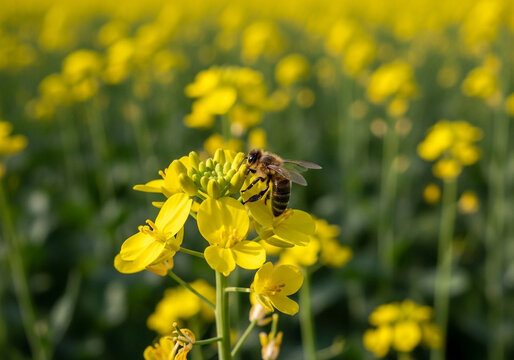 Macro image of honey bee pollinating mustard flower in agricultural farmland.