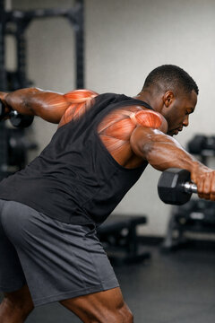 Man Performing Dumbbell Reverse Fly With Shoulder Muscle Anatomy