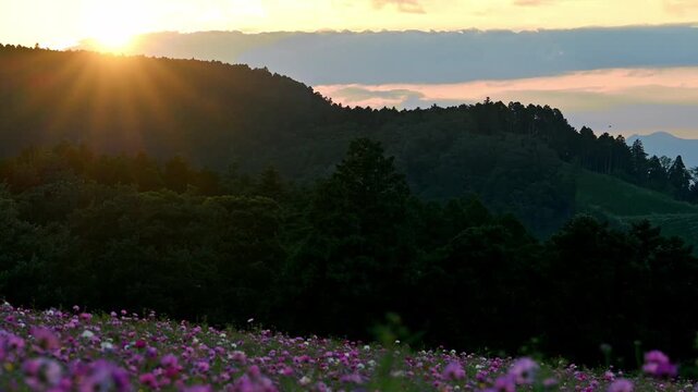 100万本のコスモスと山の端に沈む夕日
「心震える秋の黄昏。阿蘇の裾野に広がるピンクの絨毯と夕陽の共演」
西原村(萌の里)
One million cosmos flowers and a sunset over the mountain edge
