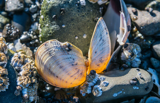 Canada, BC, Denman Island, Fillongley Provincial Park.  An empty Manila clam shell open on the beach.