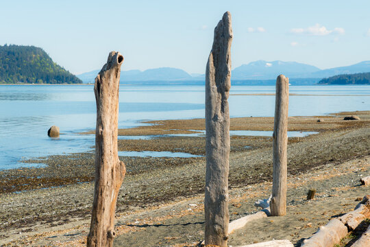 Canada, BC, Denman Island.  Mysterious wooden posts erected on the beach