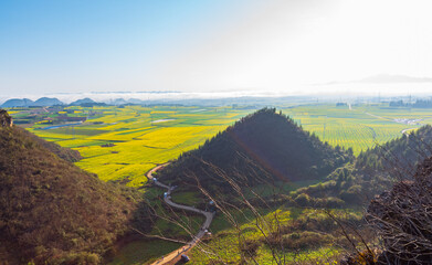 Rapeseed flowers at sunset in Jinji Peak Cluster, Luoping, Yunnan