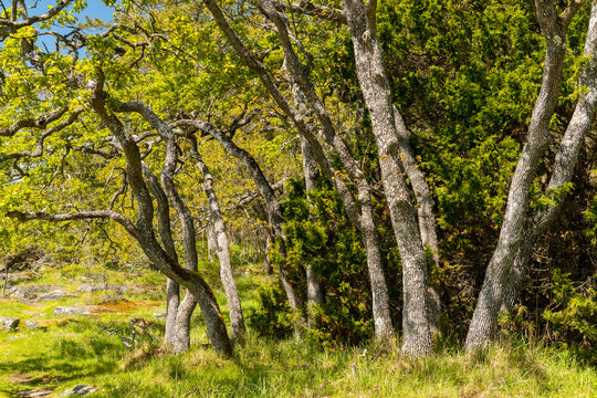 Canada, BC, Saltspring Island, Ruckle Park.  Gnarled gary oak (Quercus garryana) trees on the shore of the Strait of Georgia.  