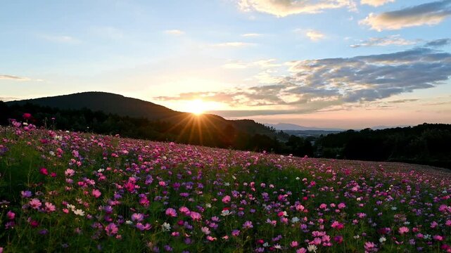 山に沈む夕日と広がるコスモス畑
「秋の風に揺れる、沈みゆく太陽と100万本の花々。癒やしのサンセット・タイム」
西原村(萌の里)
"The setting sun and a million flowers swaying in the autumn breeze. A soothing sunset."